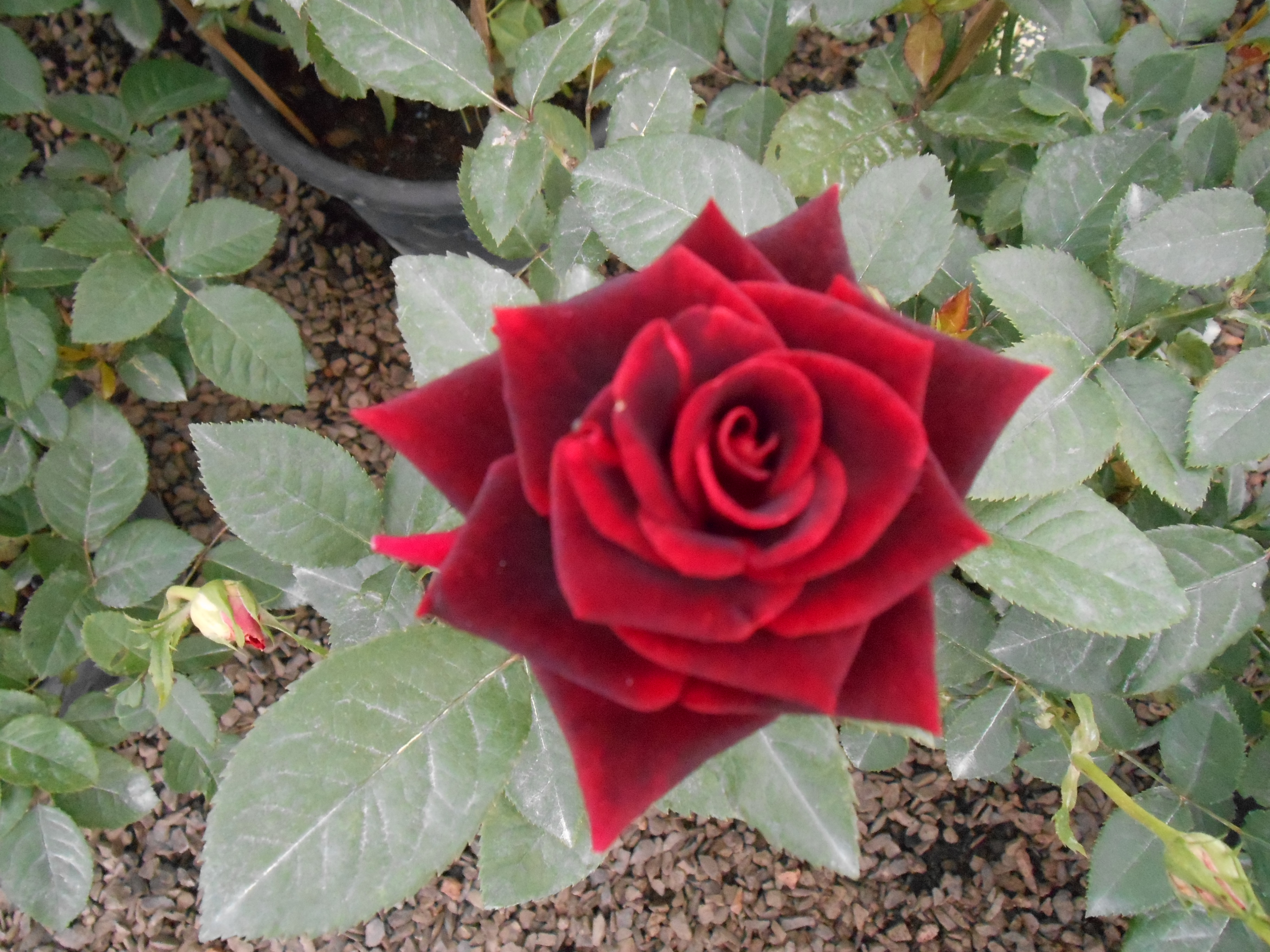 Planta Roz Ficha de planta: Rosa – Miriam Stumpf Notas de Jardinagem